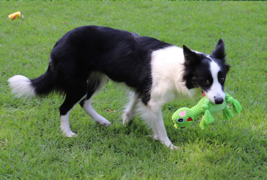 Bite-resistant Interactive Pet Dog Toy